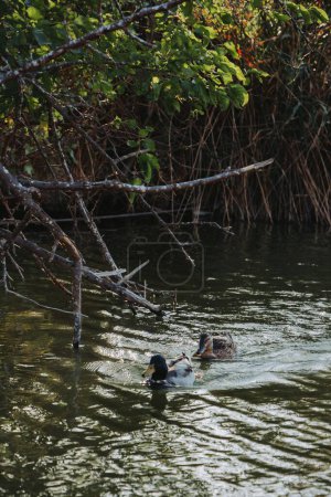 Photo for A vertical shot of beautiful ducks swimming in a pond at a park - Royalty Free Image