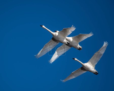 Téléchargez les photos : Une toundra de cygnes volant avec ses ailes grandes ouvertes - en image libre de droit