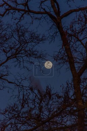 Foto de La luna llena en el cielo nocturno de las ramas de los árboles - Imagen libre de derechos