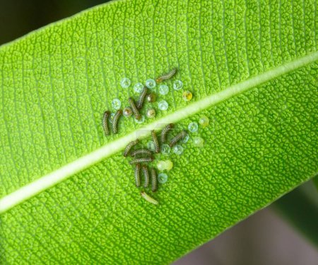 Photo for A closeup view of a newly hatching caterpillars on a green leaf - Royalty Free Image