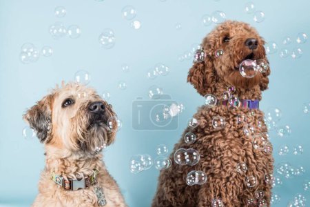 Téléchargez les photos : Gros plan de beaux chiens Wheaten Terrier à revêtement doux et pelucheux avec collier regardant des bulles de savon sur fond bleu clair - en image libre de droit