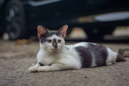 Photo for A closeup of a cat lying on pavement - Royalty Free Image