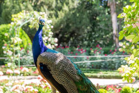 Photo for A closeup shot of the large colorful peacock in the garden - Royalty Free Image