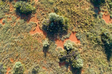 Téléchargez les photos : Une vue aérienne de la savane africaine avec des arbres éparpillés et de l'herbe sur le sable rouge kalahari, Afrique australe - en image libre de droit