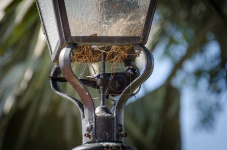 Photo for A closeup of a common grackle perched on a street lamp - Royalty Free Image