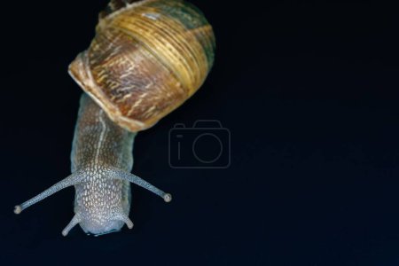 Téléchargez les photos : Gros plan d'un escargot isolé sur un fond noir - en image libre de droit