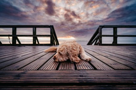 Photo for A cute poodle laying on the pier at sunset - Royalty Free Image