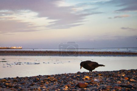Téléchargez les photos : Un corbeau commun sur la plage au coucher du soleil à Ryde, île de Wight. - en image libre de droit