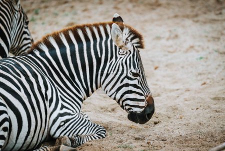 Nahaufnahme eines Zebras, das auf sandigem Boden sitzt