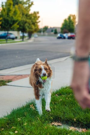 Foto de Un disparo vertical de un perro de borde collie con una bola en la boca. - Imagen libre de derechos