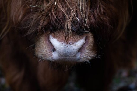 Photo for A closeup shot of a highland cattle's face during the day - Royalty Free Image