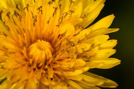 A macro shot of a bright yellow dandelion isolated on a blurred background