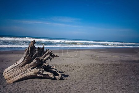 Foto de Un tocón de árbol seco en la playa de arena con vistas al mar - Imagen libre de derechos