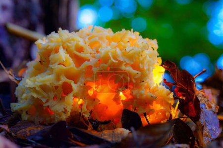 Photo for The edible Ramaria flava fungus grown in a forest on the blurred background - Royalty Free Image