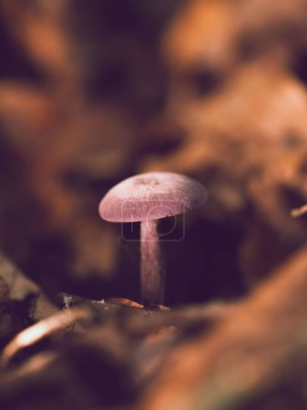 Téléchargez les photos : Plan vertical du champignon Lepista Sordida cultivé dans une forêt sur fond flou - en image libre de droit