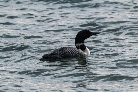 Photo for A great northern diver (Gavia immer) on the calm lake - Royalty Free Image