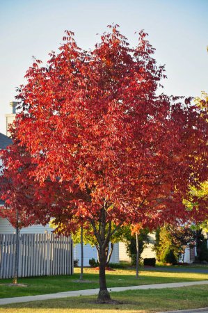 Téléchargez les photos : Les arbres d'automne dans le jardin - en image libre de droit