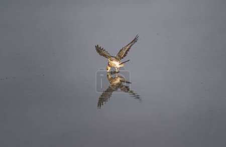 Photo for An osprey (Pandion haliaetus) perched on a rock with reflections in the water - Royalty Free Image
