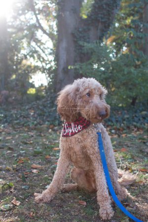 Téléchargez les photos : Portrait vertical d'un chien sauvage moelleux en bandana rouge disant "Sophie" debout dans le parc par une journée ensoleillée - en image libre de droit