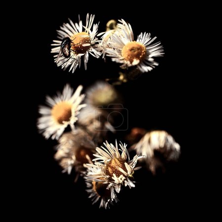 Foto de Un enfoque selectivo de hermosas flores Carlina acaulis sobre un fondo negro - Imagen libre de derechos