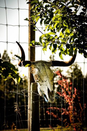 Foto de Un disparo vertical de un cráneo de toro montado en una malla de alambre en un área vallada con plantas verdes - Imagen libre de derechos