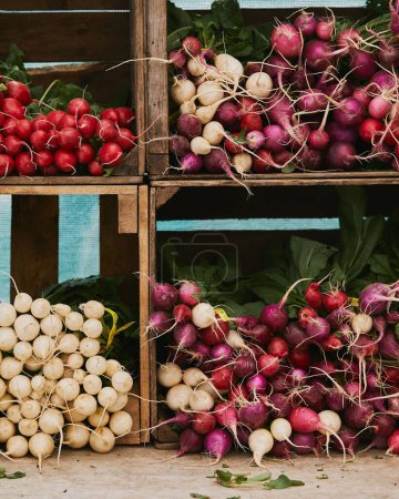 Photo for A closeup of vegetables for sale at an outdoor farmers market - carrots, radish, turnip, beet - Royalty Free Image