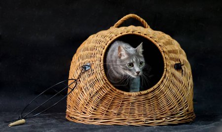 Téléchargez les photos : Un gros plan du chat mignon dans une cage à panier - en image libre de droit