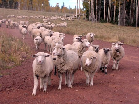 Téléchargez les photos : Un troupeau de moutons broutant sur un champ herbeux rural - en image libre de droit