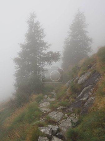 Foto de Un plano vertical de un estrecho sendero en la ladera de una colina cubierta de verde niebla - Imagen libre de derechos