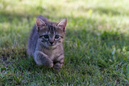 Téléchargez les photos : Un chaton gris moelleux (Felis catus) avec des rayures qui courent sur l'herbe dans un parc - en image libre de droit