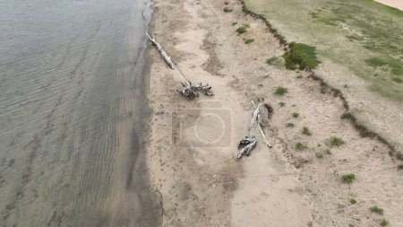 Téléchargez les photos : Une vue aérienne d'une plage avec des vagues océaniques et de vieux arbres cassés près de l'eau - en image libre de droit
