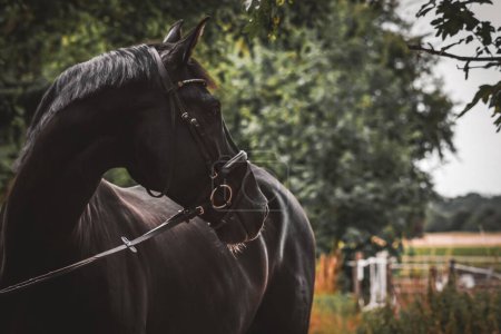 Téléchargez les photos : Une sélection d'un cheval artistique avec bride - en image libre de droit