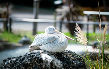 Photo for A closeup of a pink-backed pelican perched on a rock in a zoo - Royalty Free Image