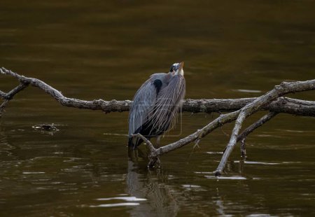 Photo for A Great blue heron with specialized feathers on its chest, standing in shallow water in a pond, with a tree branch in the background - Royalty Free Image