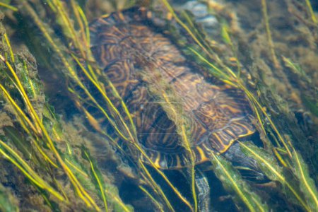 Téléchargez les photos : Vue en grand angle d'un glisseur à ventre jaune nageant dans l'eau entre des plantes marines - en image libre de droit