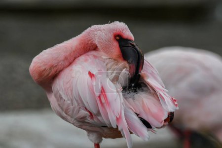 Photo for A pink flamingo preening its feathers - Royalty Free Image