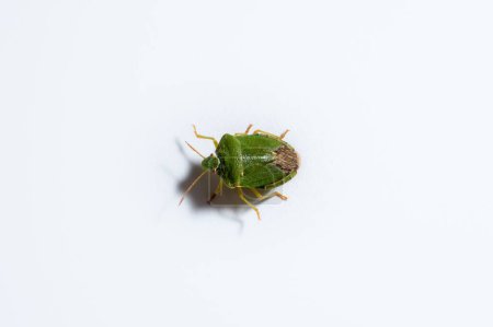 Téléchargez les photos : Gros plan d'un insecte du bouclier vert isolé sur un fond blanc - en image libre de droit
