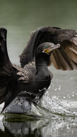 Photo for A vertical shot of a Neotropical Cormorant landing in a lake with a splash in California, USA. - Royalty Free Image