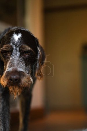 Téléchargez les photos : Gros plan vertical d'un chien Drathaar (deutsch drahthaar allemand)) - en image libre de droit