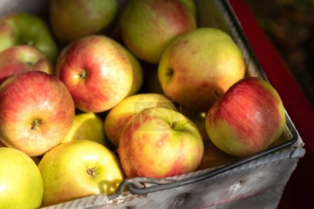 Foto de Una caja llena de manzanas frescas cubiertas con gotas de agua en Parkdale Oregon - Imagen libre de derechos