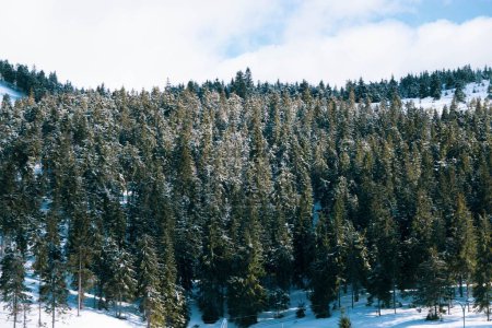 Téléchargez les photos : Le ciel nuageux sur les arbres denses couverts de neige en hiver - en image libre de droit