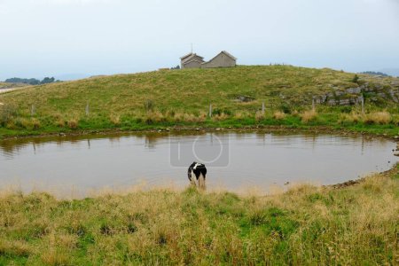 Téléchargez les photos : Une vache buvant dans un lac sur des vallées verdoyantes rurales dans le Parc Naturel Régional de Lessinia, Vénétie, Italie - en image libre de droit
