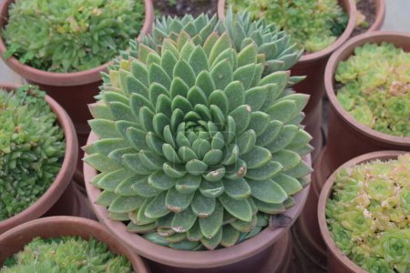 Photo for A closeup of Echeveria agavoides surrounded by other plants in the pots. - Royalty Free Image