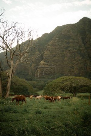 Téléchargez les photos : Un troupeau de chevaux broutant dans un champ avec des montagnes en arrière-plan - en image libre de droit