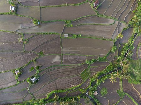 Téléchargez les photos : Une vue de haut en bas sur les rizières à Bali Indonésie - en image libre de droit