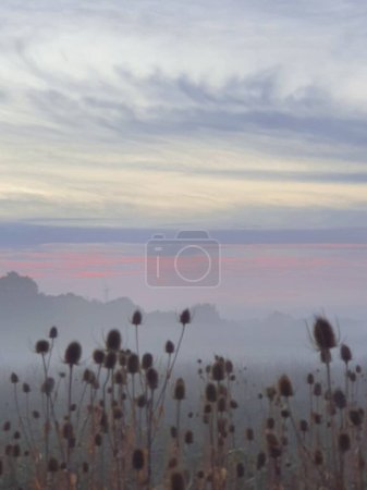 Foto de Una vista panorámica de flores silvestres secas en un campo de niebla en el campo - Imagen libre de derechos