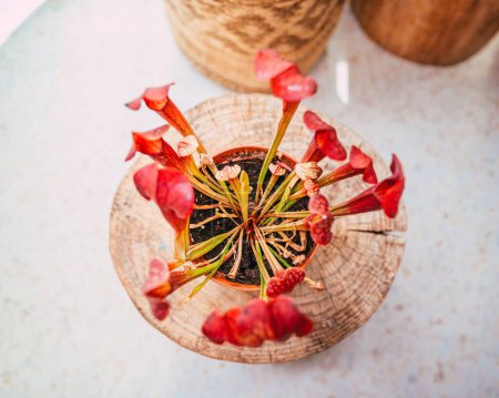 Téléchargez les photos : Une vue rapprochée du sommet des cruches de trompette plantées dans un pot de fleurs - en image libre de droit