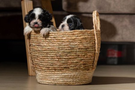 Photo for A view of two cute Shih Tzu puppies in a woven basket, in a room, illuminated by sunlight - Royalty Free Image
