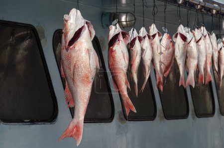 Téléchargez les photos : Un gros plan de poissons morts accrochés à des cordes sur un navire - en image libre de droit