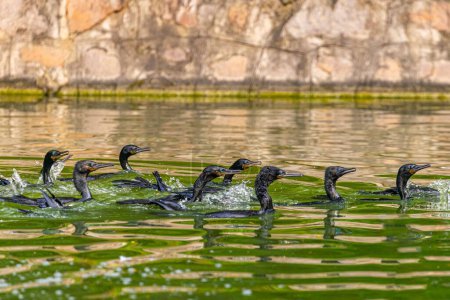 Photo for A group of cormorant floating in a lake - Royalty Free Image